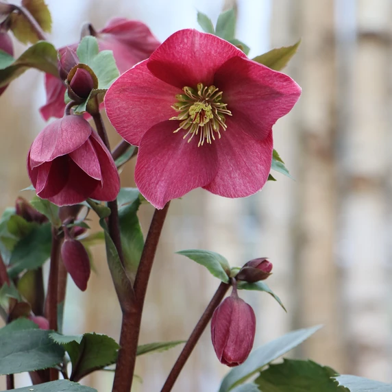 Helleborus orientalis 'ViV Scarletta' - image 2