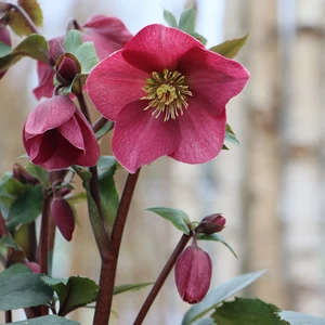 Helleborus orientalis 'ViV Scarletta' - image 2