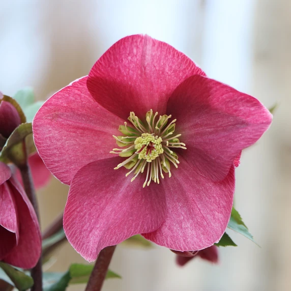 Helleborus orientalis 'ViV Scarletta' - image 1