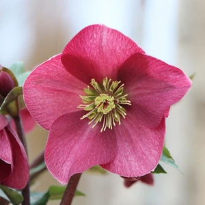 Helleborus orientalis 'ViV Scarletta' - image 1
