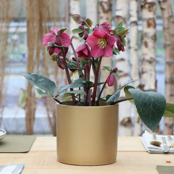 Helleborus orientalis 'ViV Scarletta' - image 3