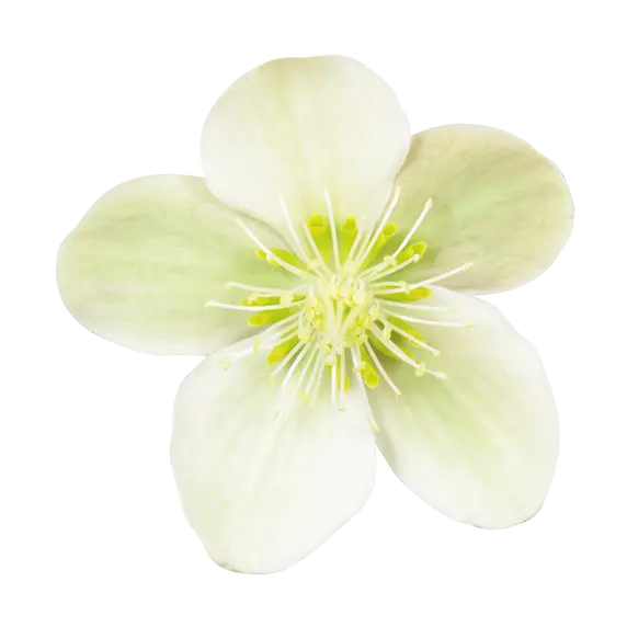 Helleborus x ericsmithii 'ViV Valeria' 1.5L