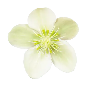 Helleborus x ericsmithii 'ViV Valeria' 1.5L