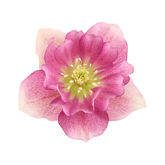 Helleborus orientalis 'ViV Vera' 3L