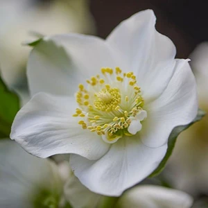 Helleborus niger 'ViV Viktor'