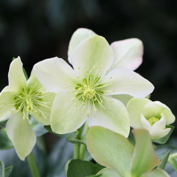 Helleborus x ericsmithii 'ViV Viviana' - image 2