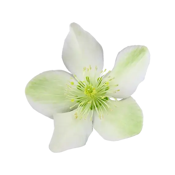 Helleborus x ericsmithii 'ViV Viviana' - image 1