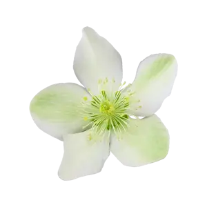Helleborus x ericsmithii 'ViV Viviana' - image 1