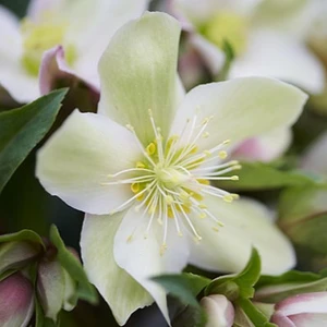 Helleborus x ericsmithii 'ViV Wanda'