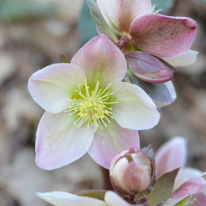 Image Credit: Walters Gardens, Inc