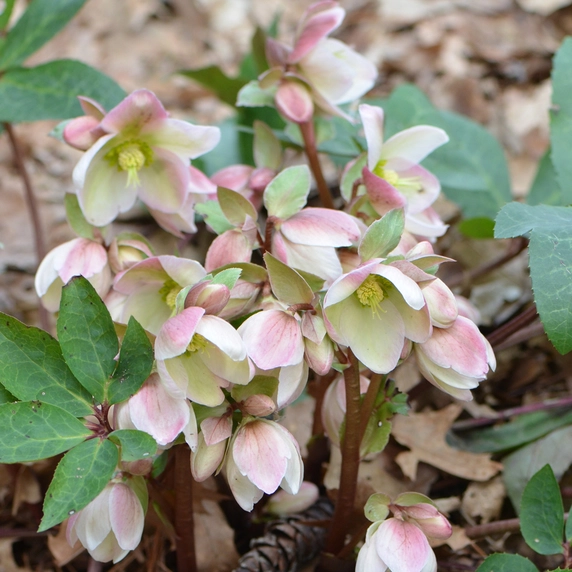Image Credit: Walters Gardens, Inc