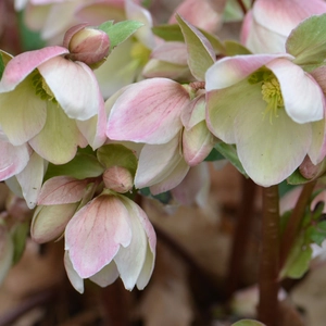 Image Credit: Walters Gardens, Inc
