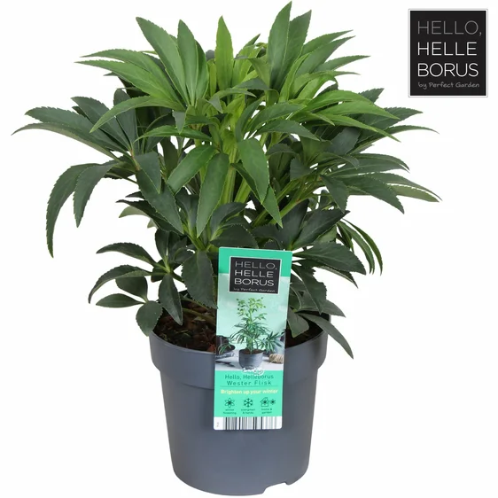 Image Credit: Hoogeveen Plants BV