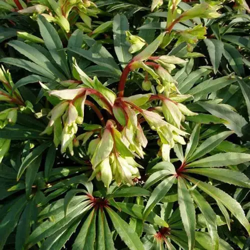 Image Credit: Hoogeveen Plants BV