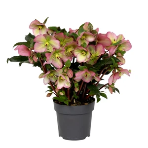 Helleborus 'Winter Sparkle Pink'