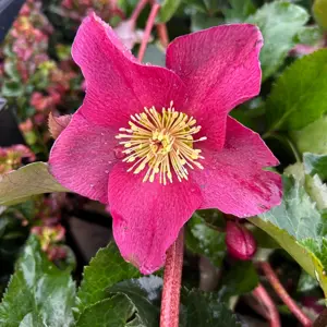 Helleborus orientalis 'Winter Sparkle Red' 1.5L