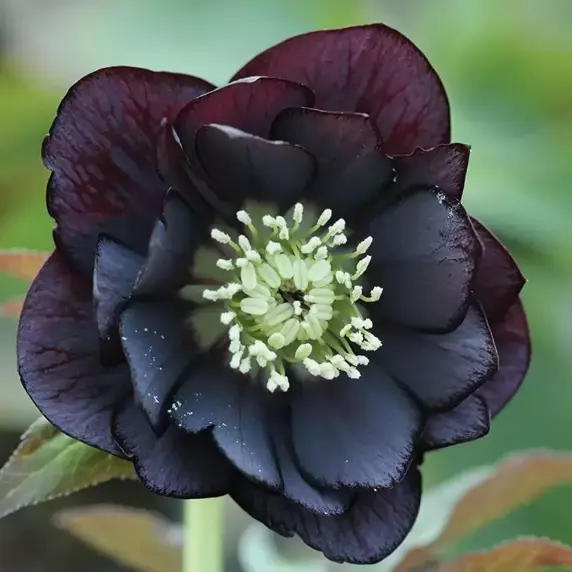 Helleborus x hybridus 'Double Black'