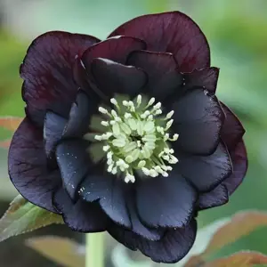 Helleborus x hybridus 'Double Black'