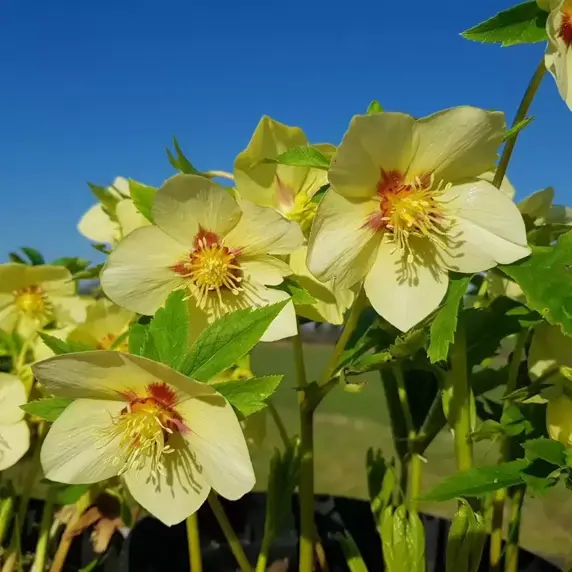 Helleborus x hybridus 'Gold Red Star' - image 3