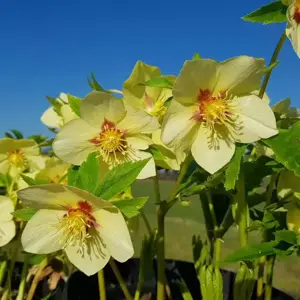 Helleborus x hybridus 'Gold Red Star' - image 3