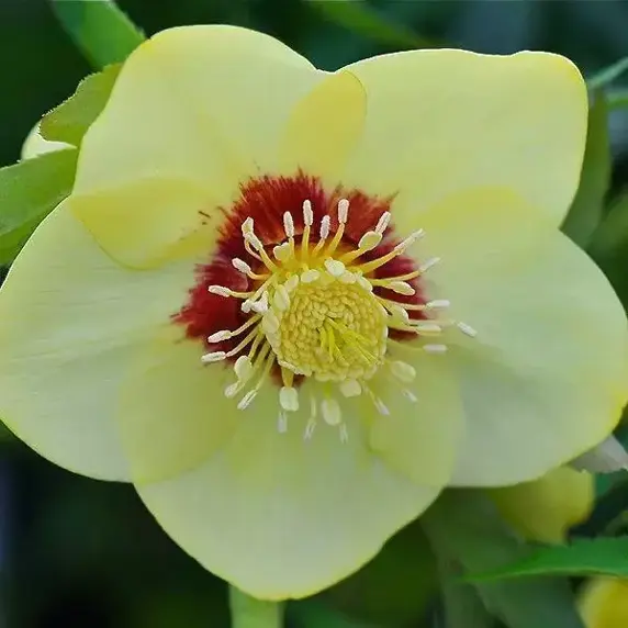 Helleborus x hybridus 'Gold Red Star' - Photo Credit Kernock Park Plants