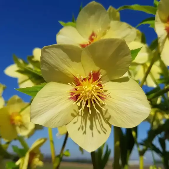 Helleborus x hybridus 'Gold Red Star' - image 2