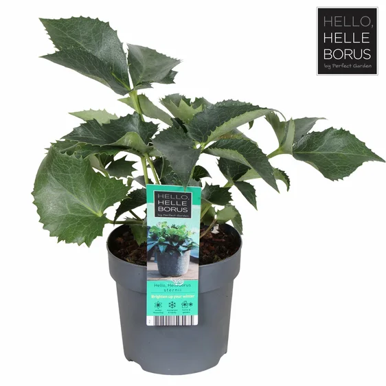 Helleborus x sternii