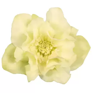 Helleborus 'Xanthia'