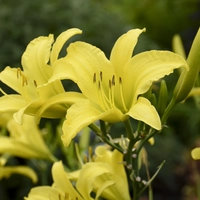 Hemerocallis