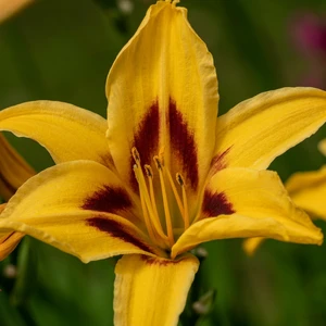 Hemerocallis 'Bonanza'