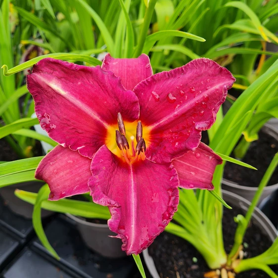 Hemerocallis 'Byzantine Emperor'