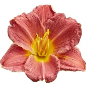 Hemerocallis 'Everydaylily Rose'