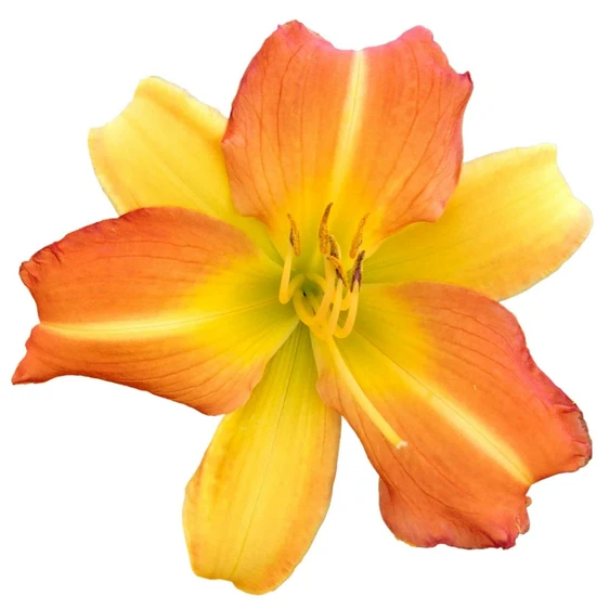 Hemerocallis 'Everydaylily Yellow'