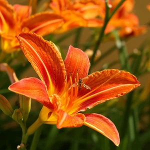 Hemerocallis 'Flasher'