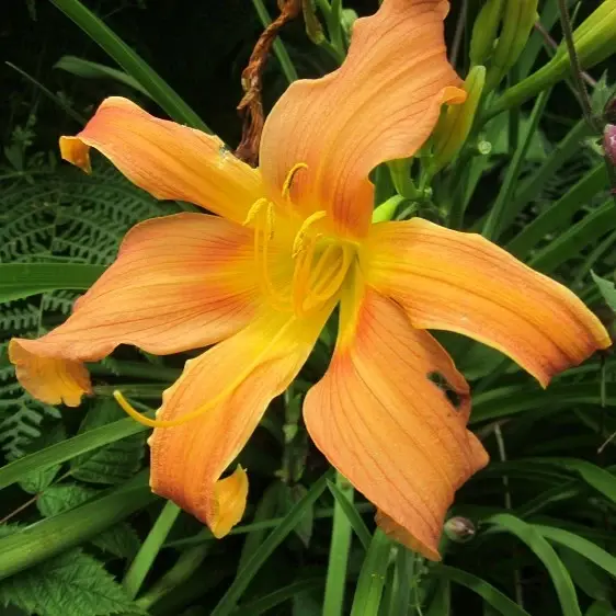 Picture - John Jearrard