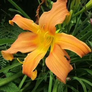 Picture - John Jearrard