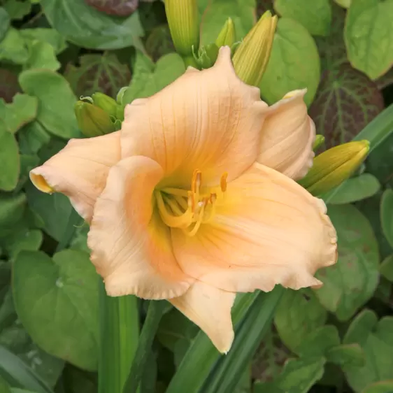 Picture Credit - ©Farplants Sales Ltd