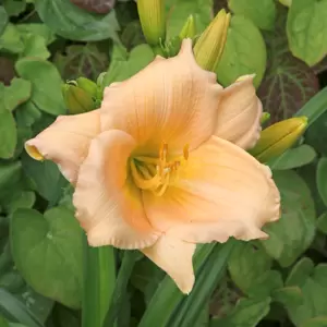 Picture Credit - ©Farplants Sales Ltd