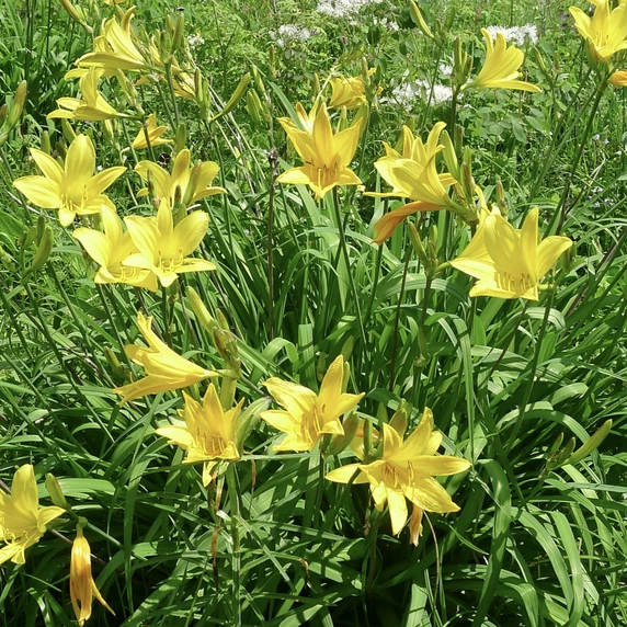 Image Credit: Walters Gardens, Inc