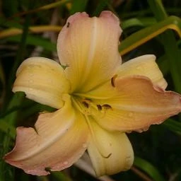 Picture - John Jearrard