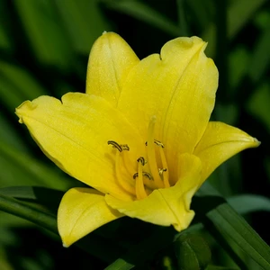 Image Credit: Walters Gardens, Inc