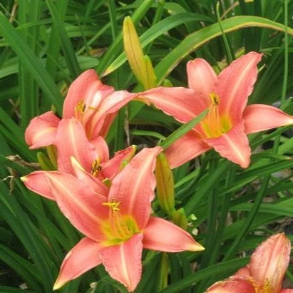 Picture - John Jearrard