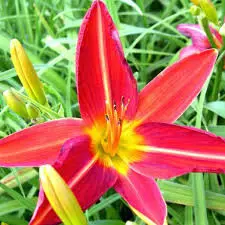 Image Credit: Bressingham Gardens