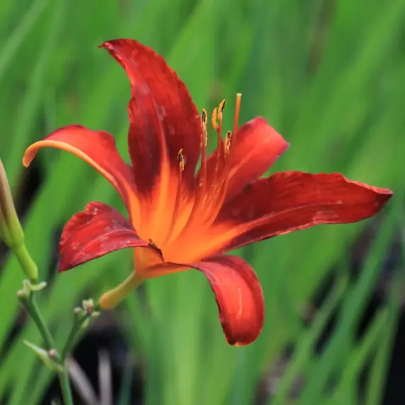 Picture Credit - ©Farplants Sales Ltd