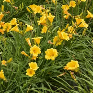 Picture Credit - Walters Garden, Inc.