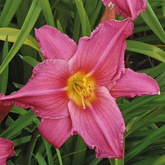 Picture - Ball Horticultural