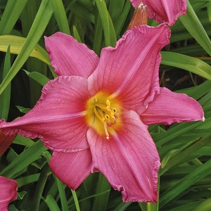 Picture - Ball Horticultural