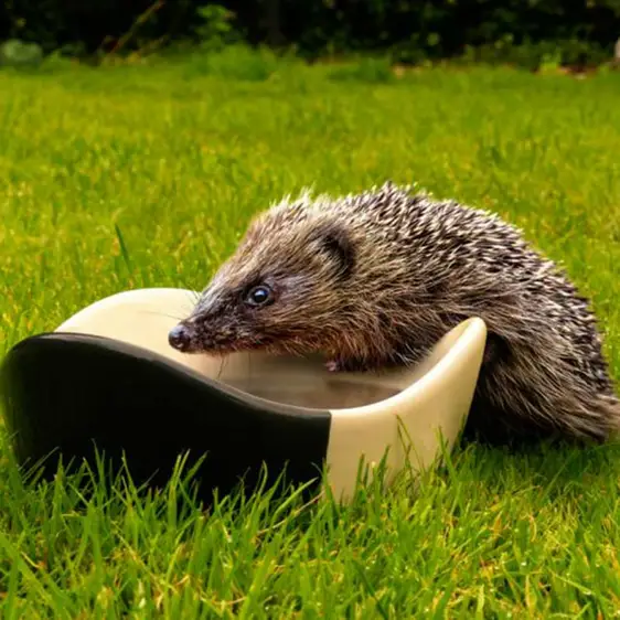 Henry Bell Ceramic Hedgehog Bowl - image 2