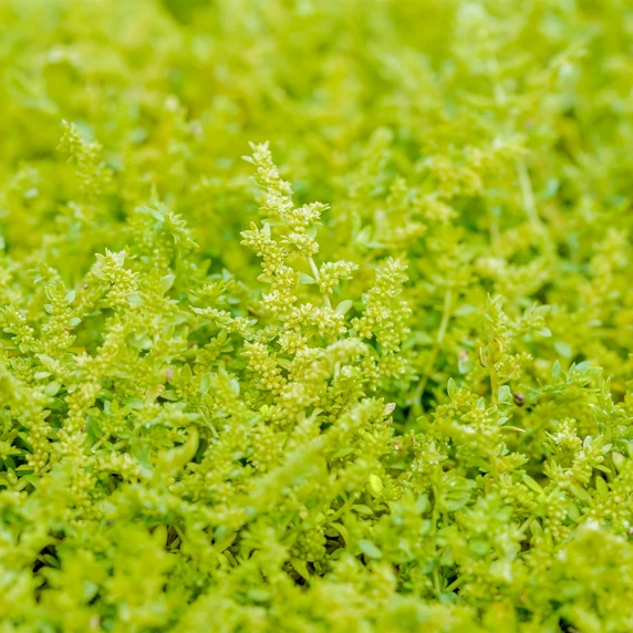 Herniaria glabra