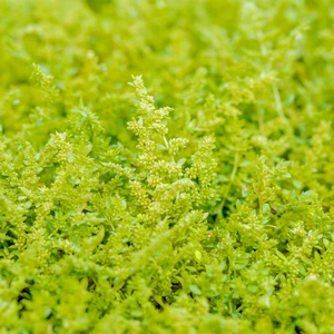 Herniaria glabra